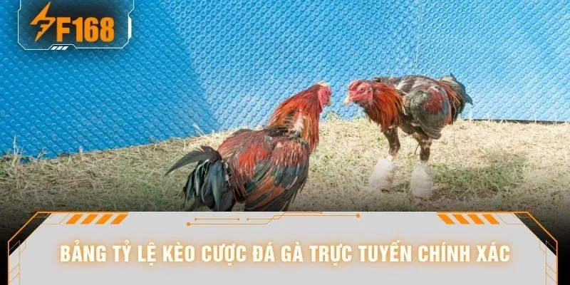 Đá Gà F168 - Xem Hùng Kê Đại Chiến Đến Nghẹt Thở 2026 7 Bảng tỷ lệ kèo cược đá gà trực tuyến chính xác
