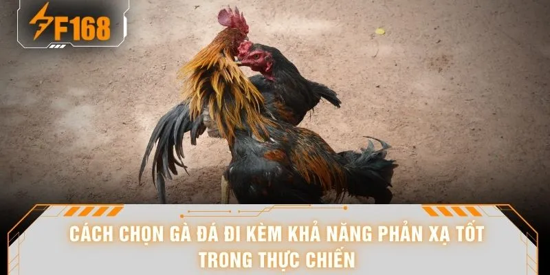 Cách Chọn Gà Đá - Hé Lộ 6 Tiêu Chí Nhận Diện Chiến Kê Chuẩn 5 Cách chọn gà đá đi kèm khả năng phản xạ tốt trong thực chiến