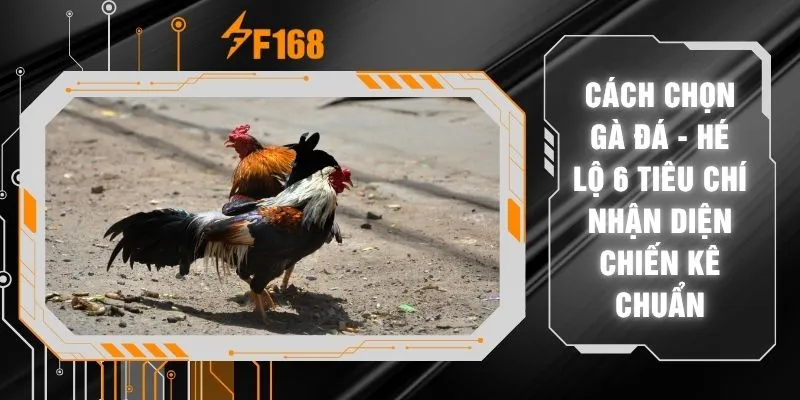 Cách Chọn Gà Đá - Hé Lộ 6 Tiêu Chí Nhận Diện Chiến Kê Chuẩn 7 Cách Chọn Gà Đá - Hé Lộ 6 Tiêu Chí Nhận Diện Chiến Kê Chuẩn