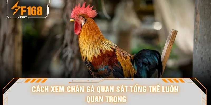 Cách Xem Chân Gà - Nhìn Phát Biết Ngay 10 Dáng Chân Cực Gắt 5 Cách xem chân gà quan sát tổng thể luôn quan trọng