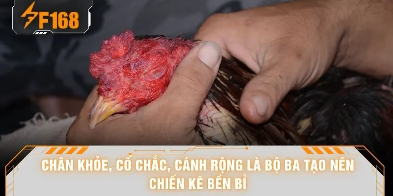 Cách Chọn Gà Đá - Hé Lộ 6 Tiêu Chí Nhận Diện Chiến Kê Chuẩn 6 Chân khỏe, cổ chắc, cánh rộng là bộ ba tạo nên chiến kê bền bỉ