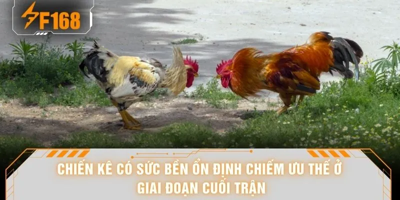 Cách Chọn Gà Đá - Hé Lộ 6 Tiêu Chí Nhận Diện Chiến Kê Chuẩn 7 Chiến kê có sức bền ổn định chiếm ưu thế ở giai đoạn cuối trận
