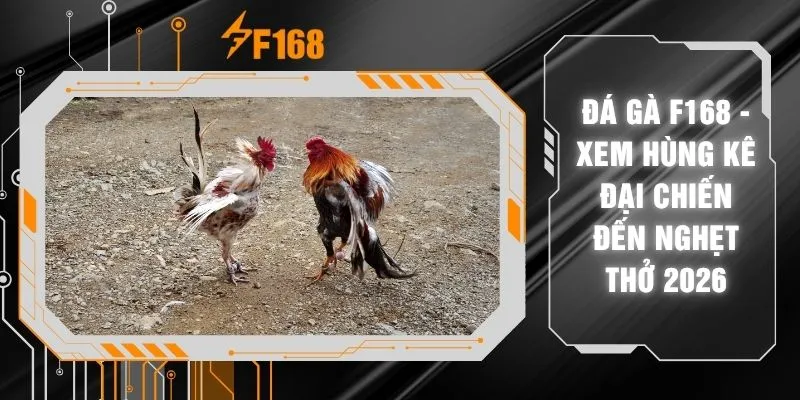 Đá Gà F168 - Xem Hùng Kê Đại Chiến Đến Nghẹt Thở 2026 4 Đá Gà F168 - Xem Hùng Kê Đại Chiến Đến Nghẹt Thở 2026