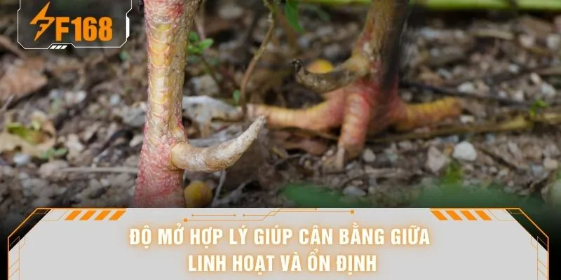 Xem Vảy Gà Chọi - Nhìn Là Biết Kèo 98% Dân Chơi Hay Áp Dụng 7 Độ mở hợp lý giúp cân bằng giữa linh hoạt và ổn định