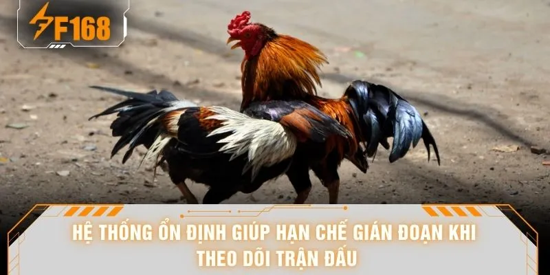 Đá Gà Campuchia - “Bùng Nổ” 108 Pha Ra Đòn Khi Lên Cao Trào 7 Hệ thống ổn định giúp hạn chế gián đoạn khi theo dõi trận đấu