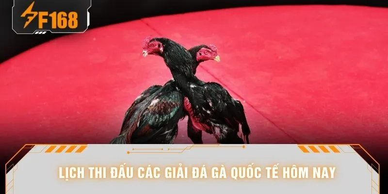 Đá Gà F168 - Xem Hùng Kê Đại Chiến Đến Nghẹt Thở 2026 6 Lịch thi đấu các giải đá gà quốc tế hôm nay