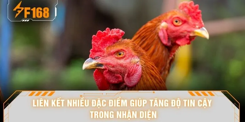Cách Xem Chân Gà - Nhìn Phát Biết Ngay 10 Dáng Chân Cực Gắt 7 Liên kết nhiều đặc điểm giúp tăng độ tin cậy trong nhận diện