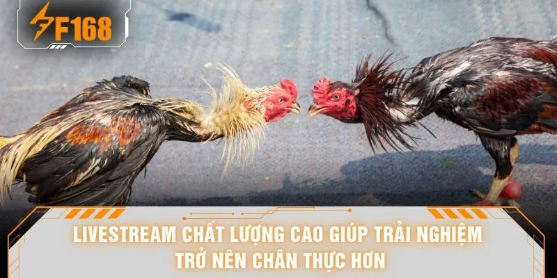 Đá Gà Campuchia - “Bùng Nổ” 108 Pha Ra Đòn Khi Lên Cao Trào 6 Livestream chất lượng cao giúp trải nghiệm trở nên chân thực hơn