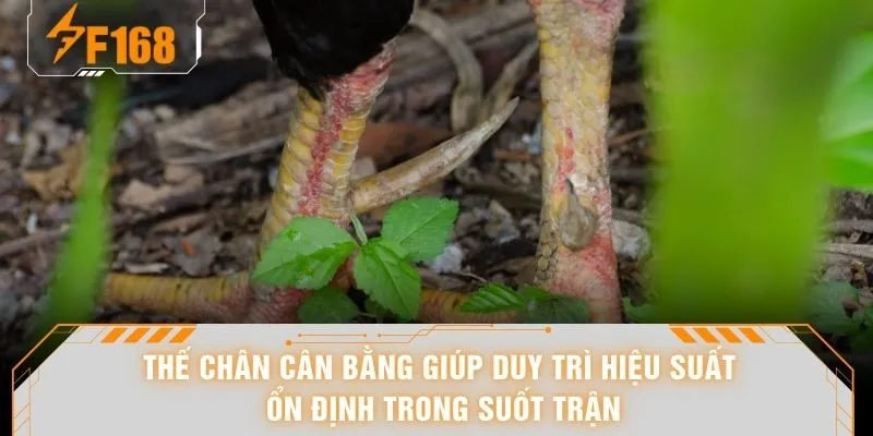 Xem Vảy Gà Chọi - Nhìn Là Biết Kèo 98% Dân Chơi Hay Áp Dụng 6 Thế chân cân bằng giúp duy trì hiệu suất ổn định trong suốt trận