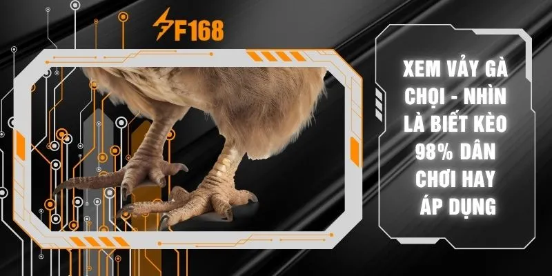 Xem Vảy Gà Chọi - Nhìn Là Biết Kèo 98% Dân Chơi Hay Áp Dụng 5 Xem Vảy Gà Chọi - Nhìn Là Biết Kèo 98% Dân Chơi Hay Áp Dụng