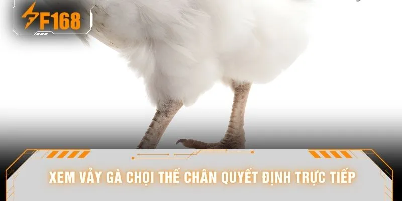 Xem Vảy Gà Chọi - Nhìn Là Biết Kèo 98% Dân Chơi Hay Áp Dụng 5 Xem vảy gà chọi thế chân quyết định trực tiếp